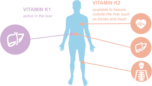 witamina k1 witamina k2